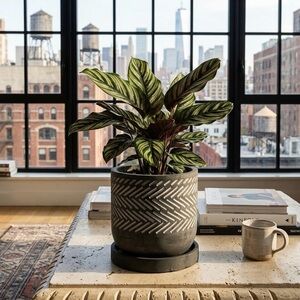 6 Inch Concrete Planter with Saucer, Modern Grey Herringbone Plant Pot
